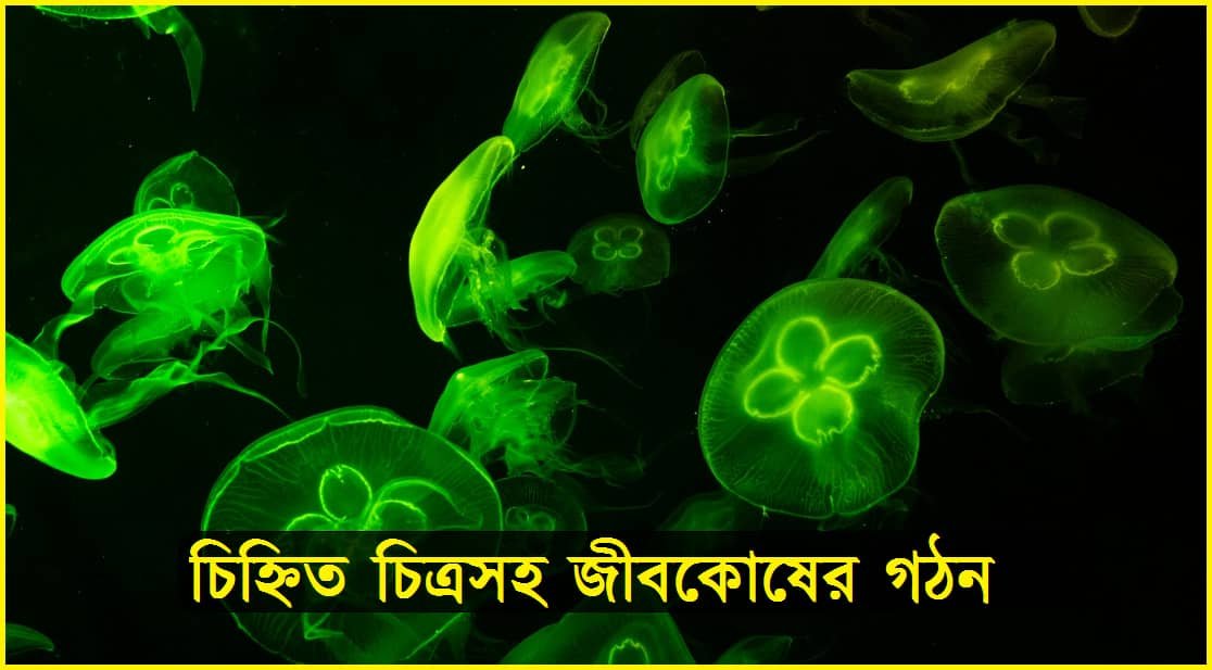 চিহ্নিত চিত্রসহ জীবকোষের গঠন