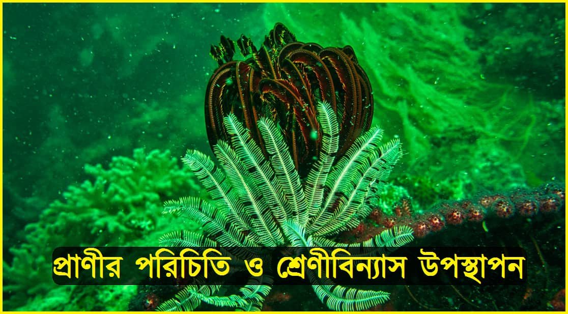 প্রাণীর পরিচিতি ও শ্রেণীবিন্যাস উপস্থাপন